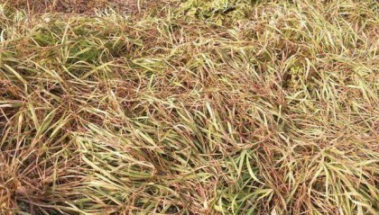 百草枯哪个厂家(百草枯产地)