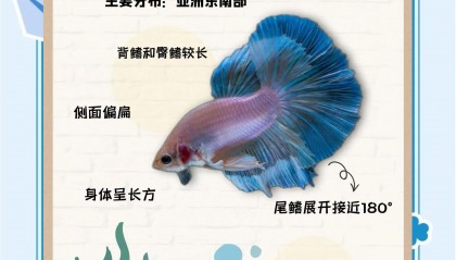 斗鱼在哪个国家上市的(斗鱼是哪个国家的)