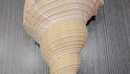 南山和海螺哪个好(南山和海螺哪个好吃点)