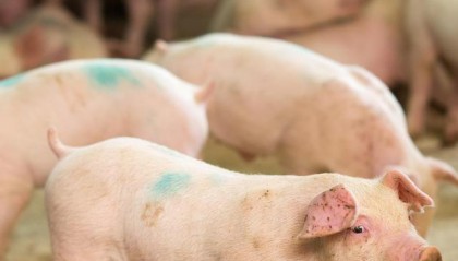 猪手机是哪个公司的(猪手机壳图片)