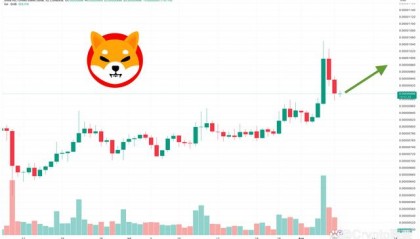 shiba价格(shiba inu价格)