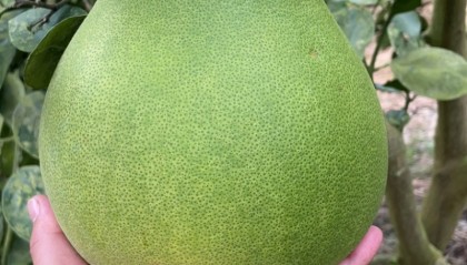 柚子今日行情(柚子今日行情最新消息)
